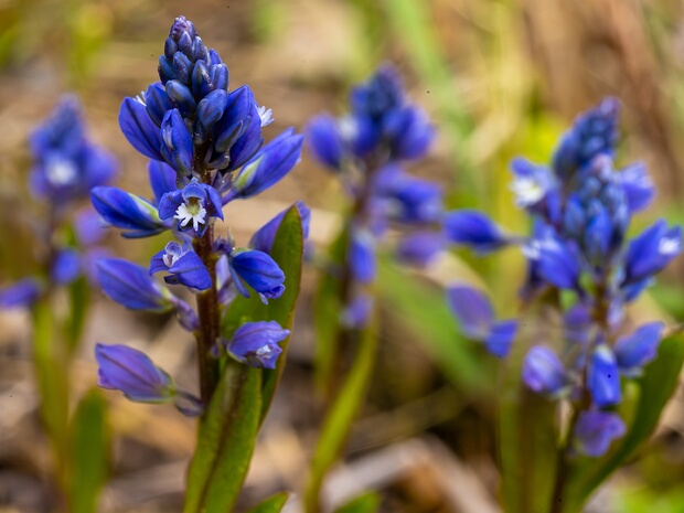 Истодовые - Polygalaceae The Polygalaceae or the milkwort family are made up of flowering plants in the order Fabales. They have a...