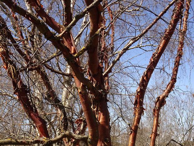 Берёза бело-китайская - Betula albosinensis