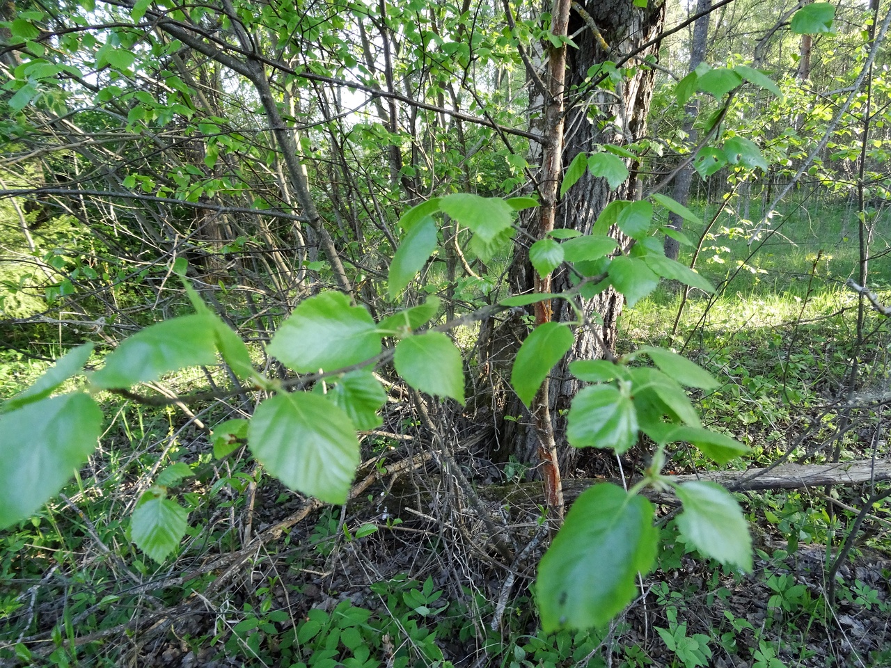 DSC00030