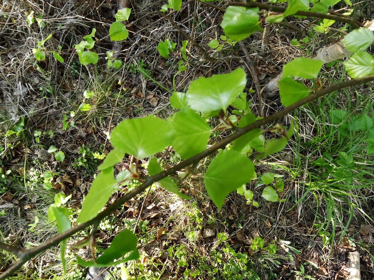 DSC00034