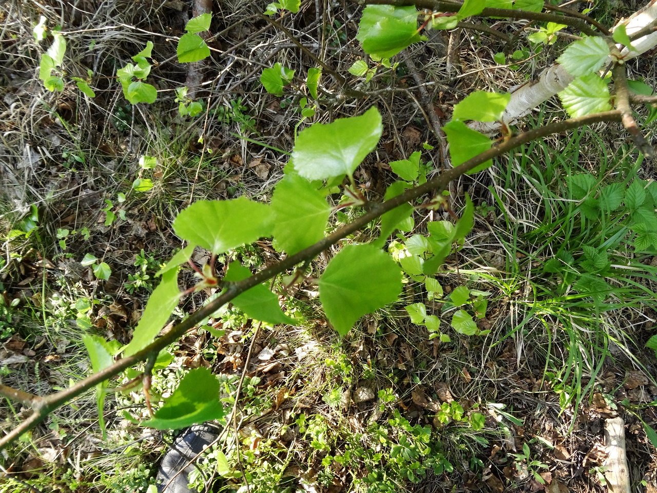 DSC00035