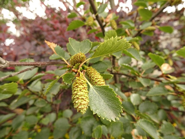 Берёза низкая - Betula humilis