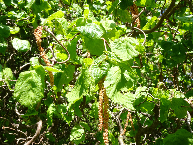 Лещина обыкновенная скрученная форма - Corylus avellana f. contorta