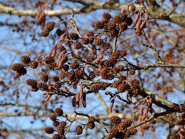 Ольха чёрная - Alnus glutinosa