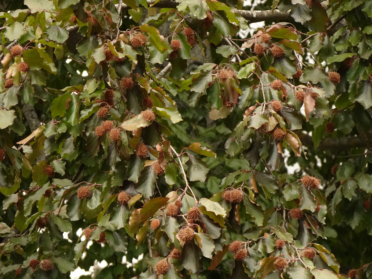 DSC05629