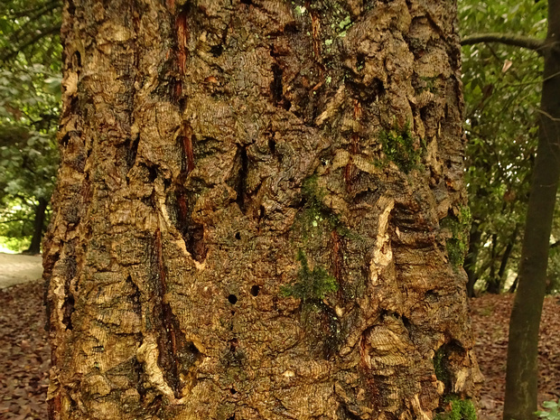 Дуб изменчивый - Quercus variabilis