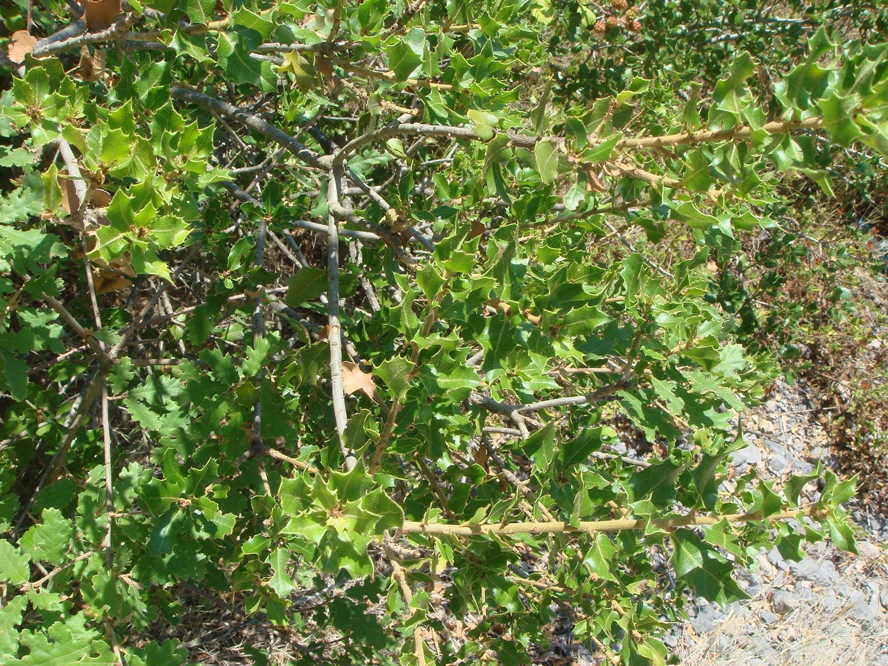 DSC02577
