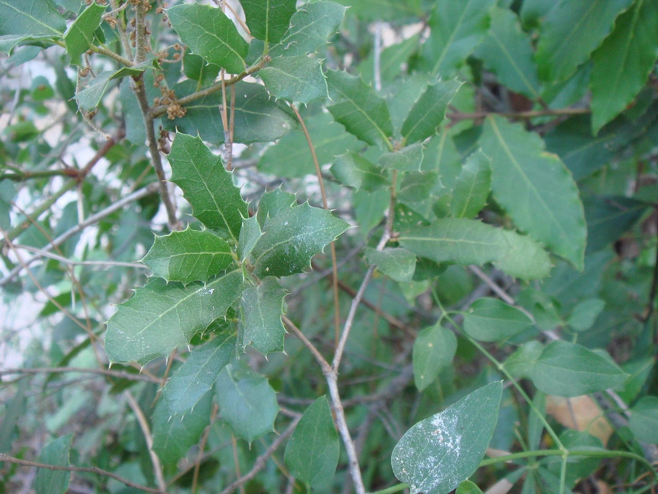 DSC02936