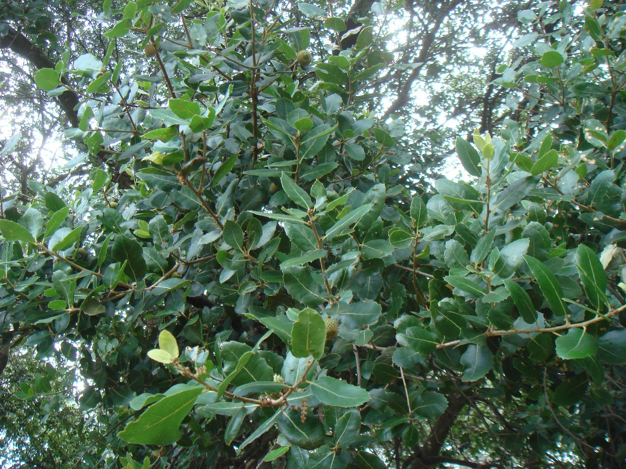 DSC02952