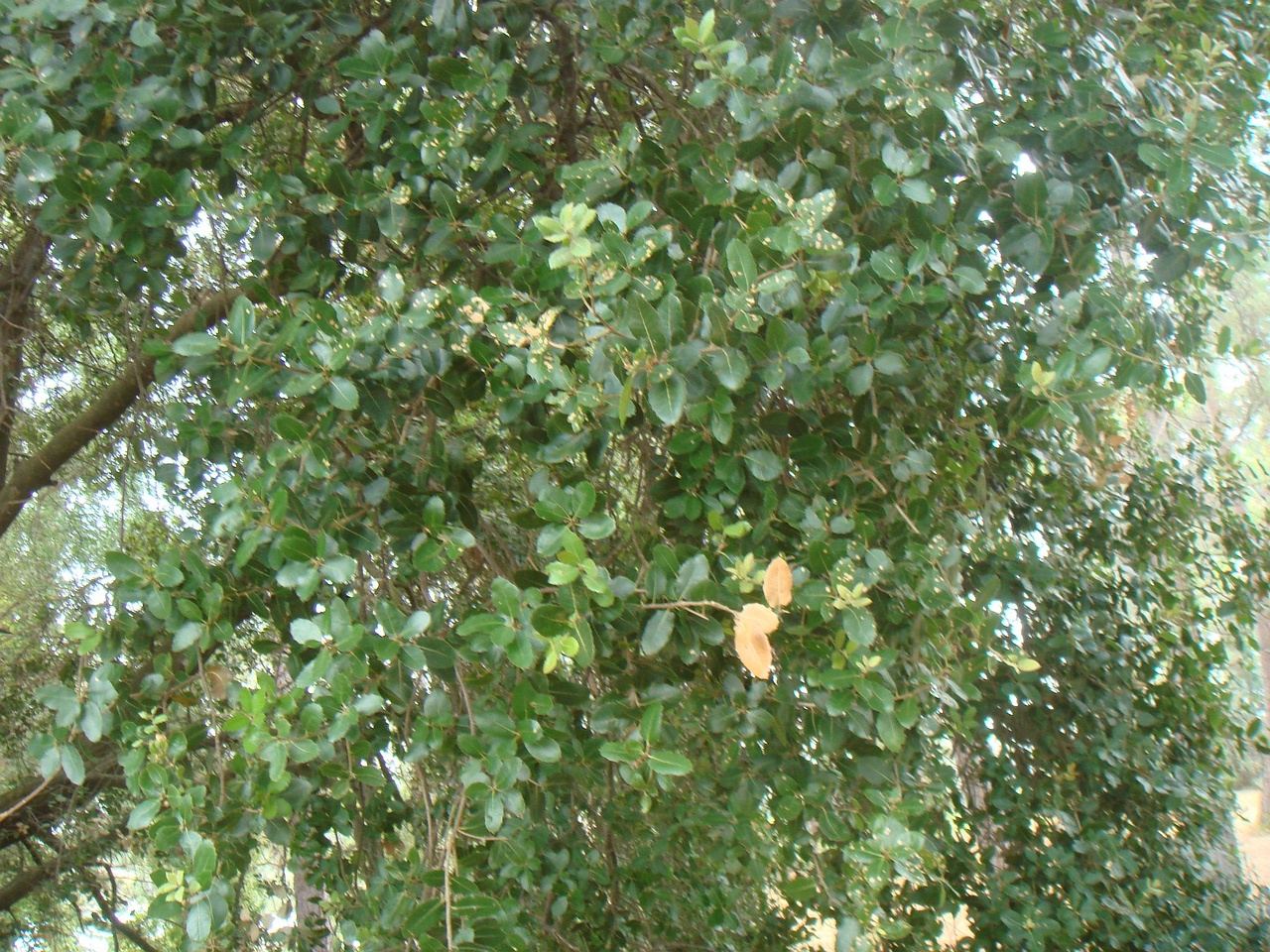 DSC02953
