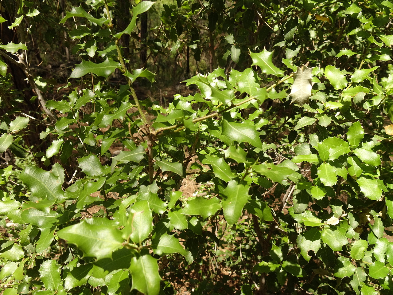 DSC03205