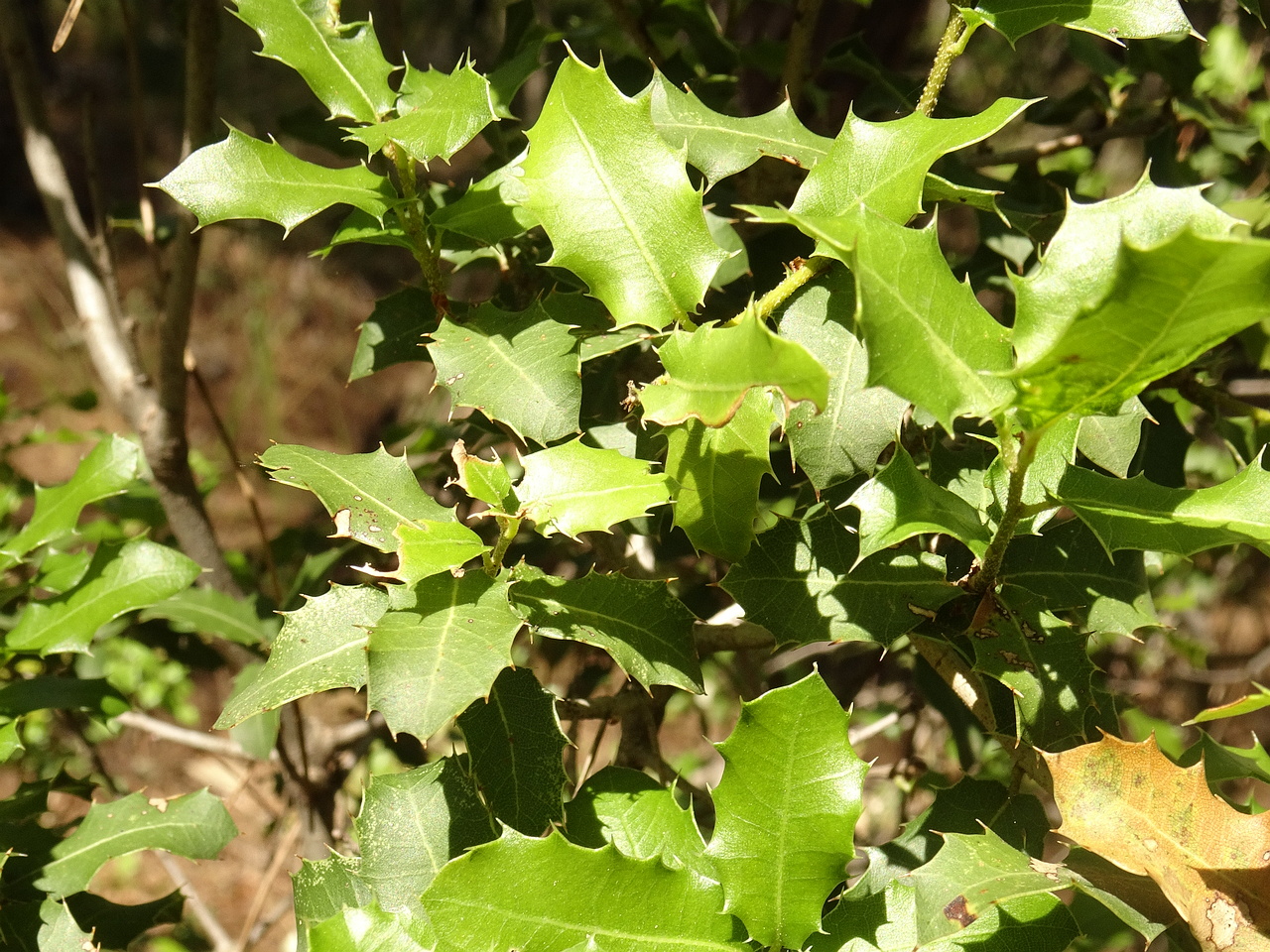 DSC03207