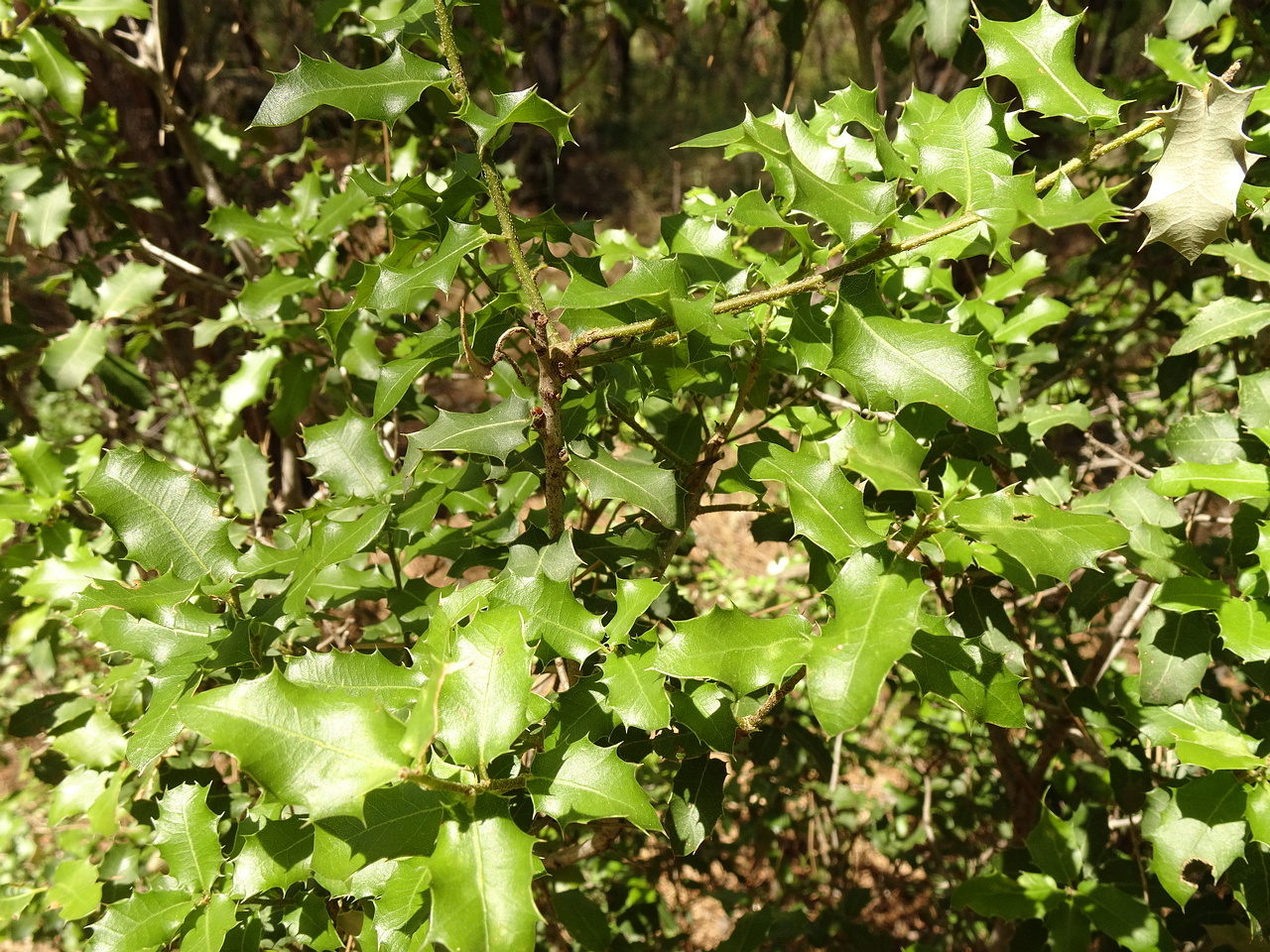 DSC03208