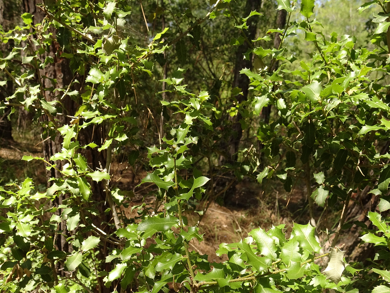 DSC03209