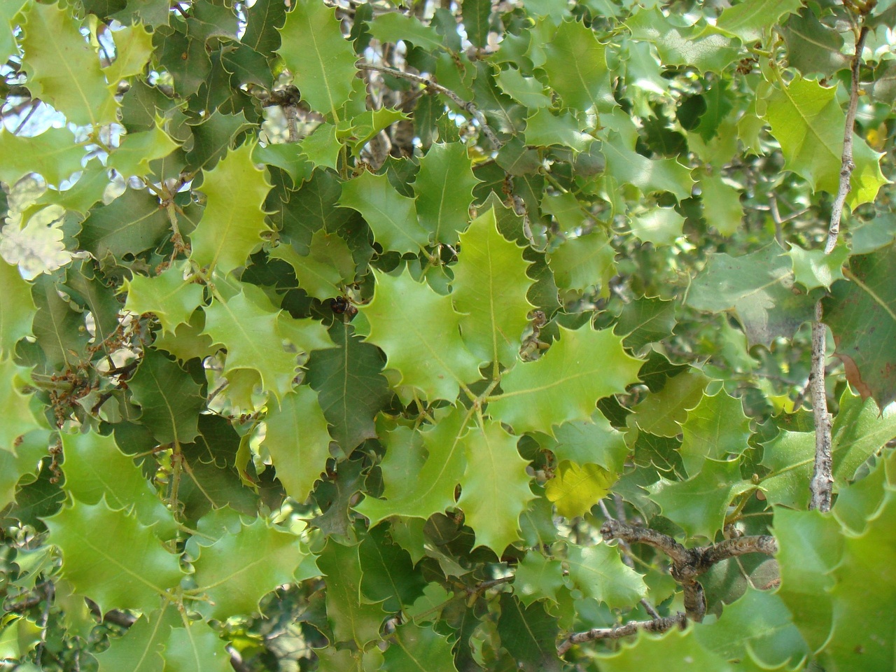 DSC07606