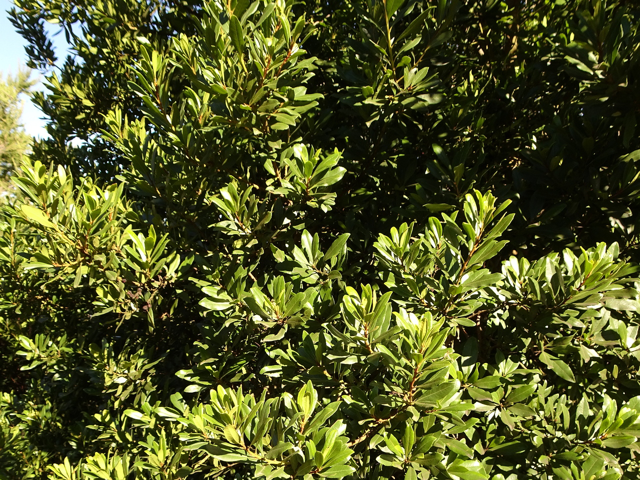 DSC05778