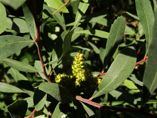 Восковницевые - Myricaceae