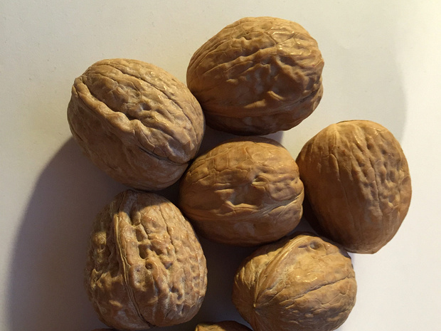 Орех грецкий - Juglans regia