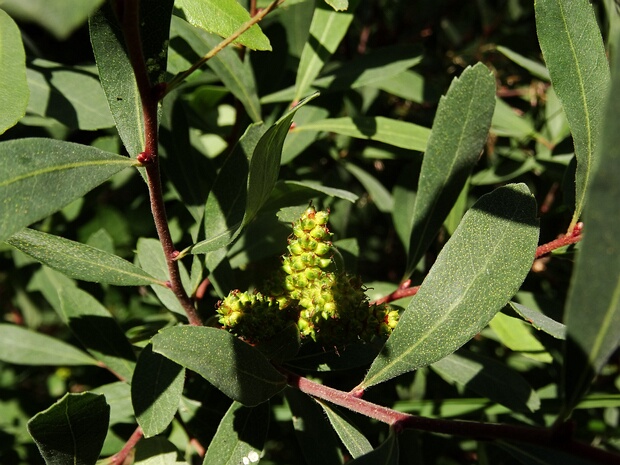Восковницевые - Myricaceae The Myricaceae are a small family of dicotyledonous shrubs and small trees in the order Fagales. There are three genera...