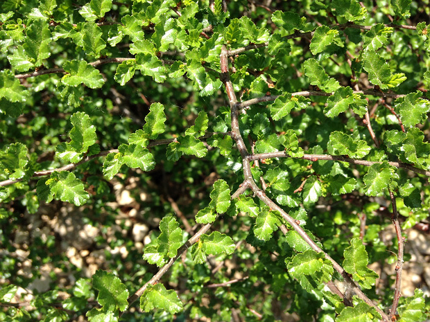 Нотофаговые - Nothofagaceae Nothofagus, also known as the southern beeches, is a genus of 43 species of trees and shrubs native to the Southern...