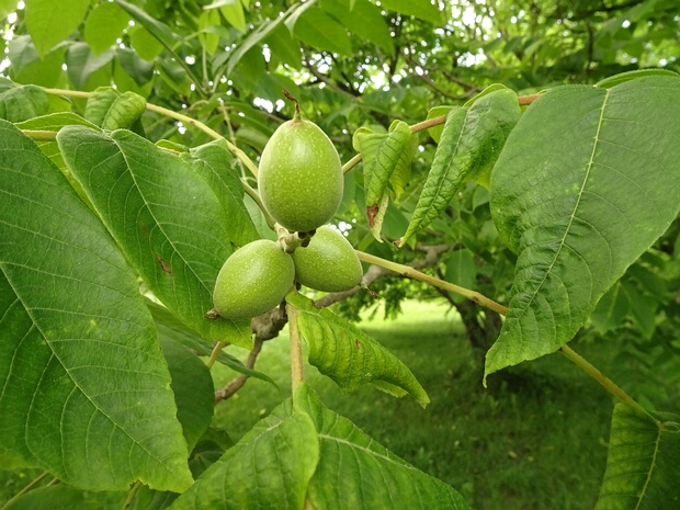Ореховые - Juglandaceae The Juglandaceae are a family, known as the walnut family, of trees, or sometimes shrubs, in the order Fagales. Various...