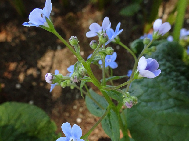 Бруннера крупнолистная - Brunnera macrophylla