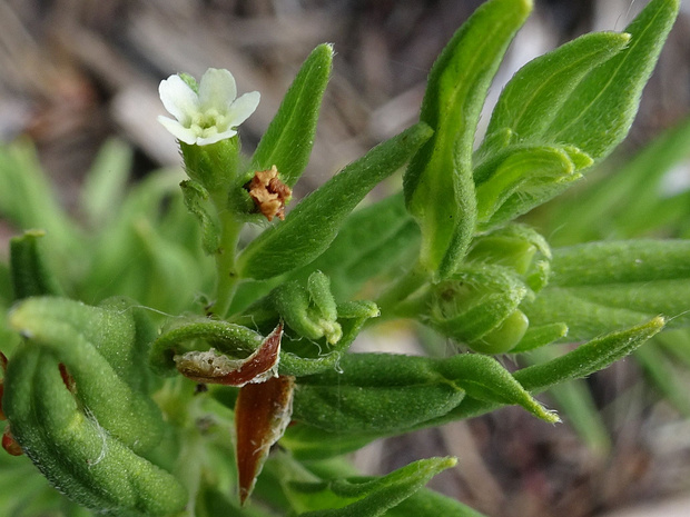 Воробейник лекарственный - Lithospermum officinale