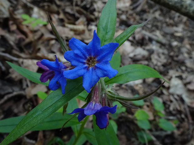 Воробейник пурпурно-голубой - Lithospermum purpurocaeruleum