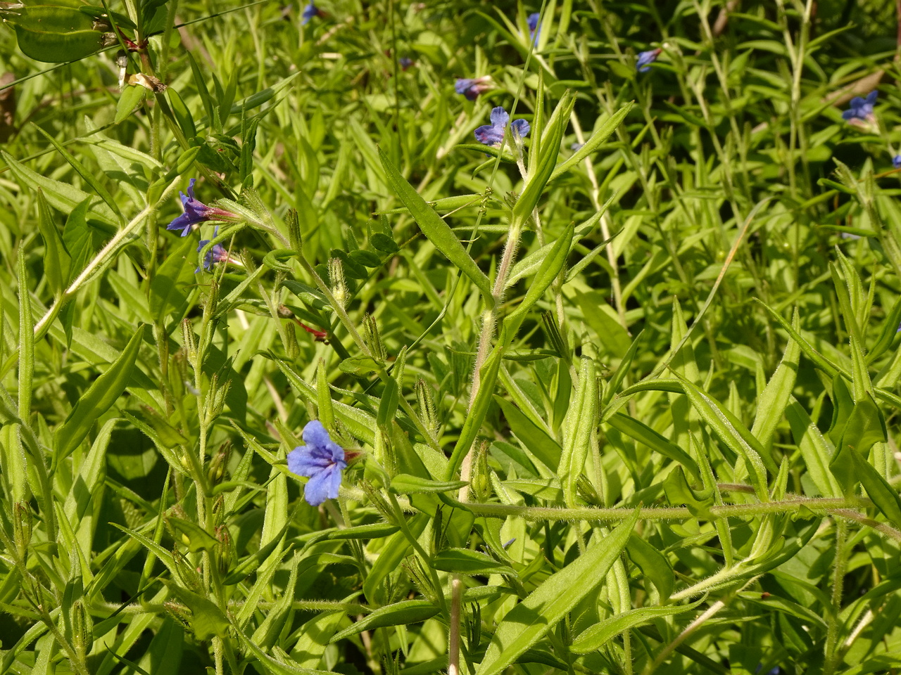 DSC02171