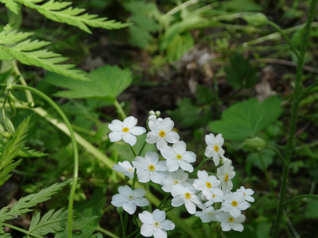 Незабудка болотная белая форма - Myosotis scorpioides f. alba