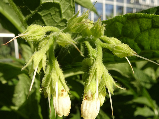 Окопник лекарственный белая форма - Symphytum officinale f. alba