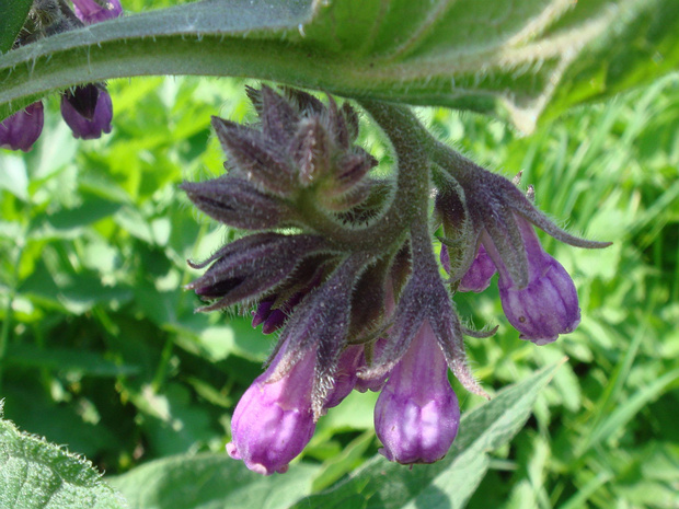 Окопник лекарственный - Symphytum officinale