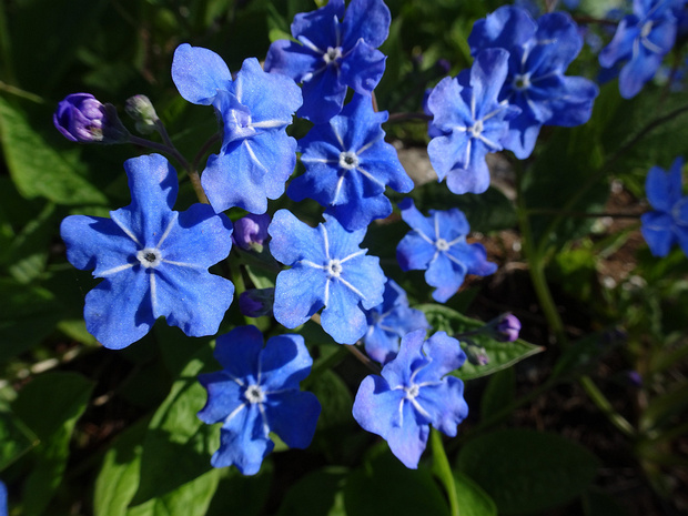 Пупочник весенний - Omphalodes verna