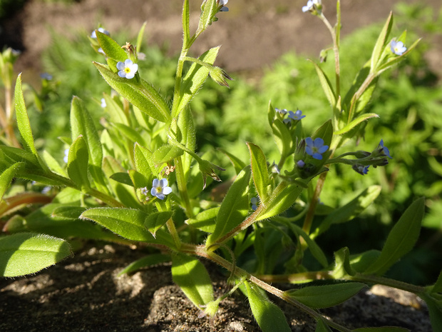 Пупочник завитой - Omphalodes scorpioides