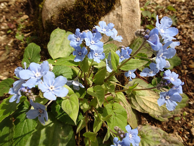 Пупочник каппадокийский - Omphalodes cappadocica