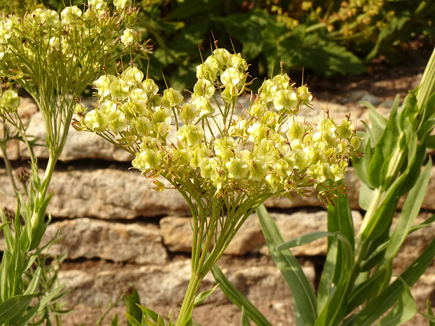 Риндера зонтичная - Rindera umbellata