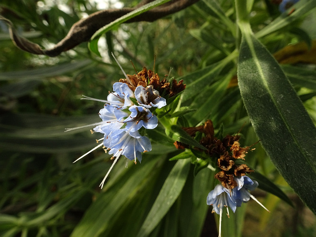Синяк Вебба - Echium webbii