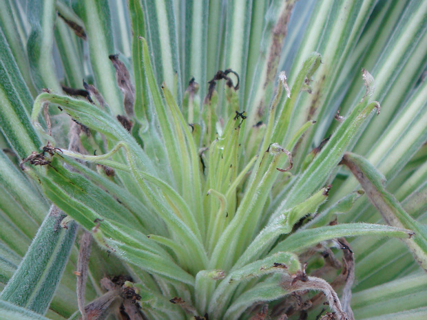 Синяк Вильдпрета - Echium wildpretii