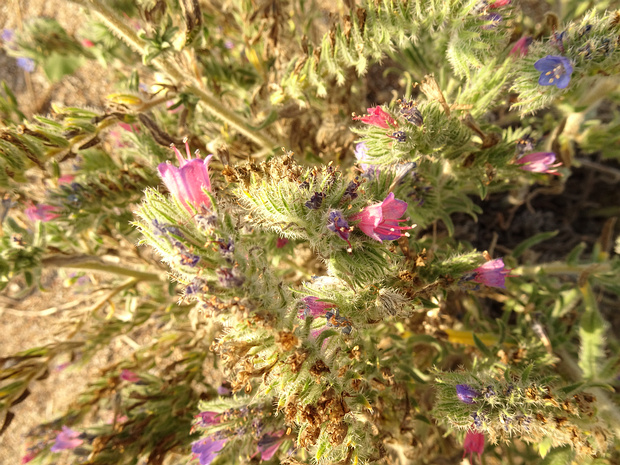 Синяк белеющий - Echium albicans
