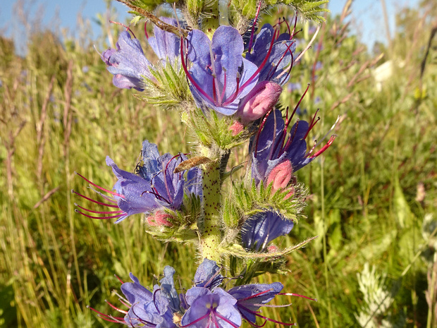 Синяк обыкновенный - Echium vulgare