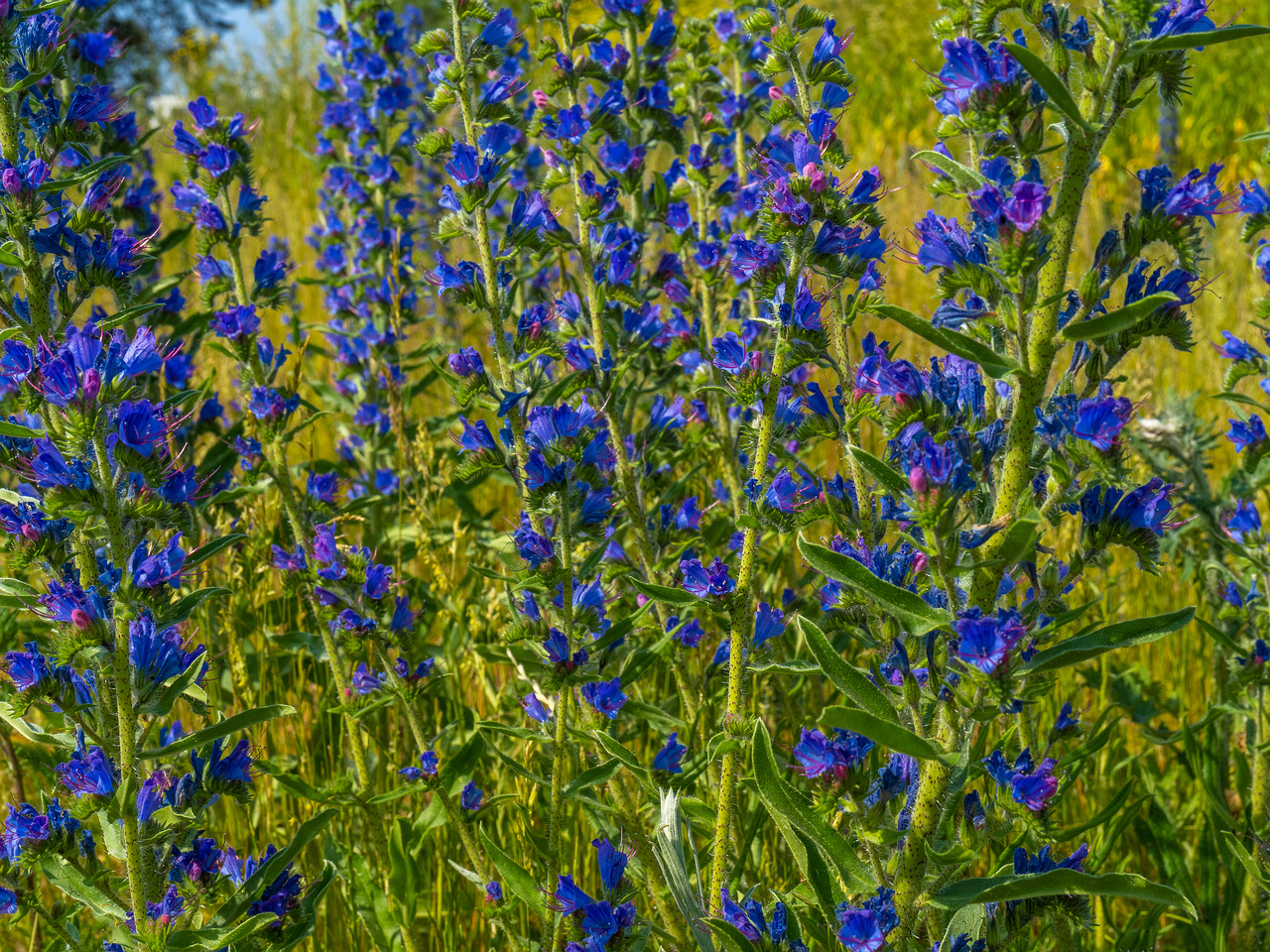 _paekalda_dry_grass_field-304267