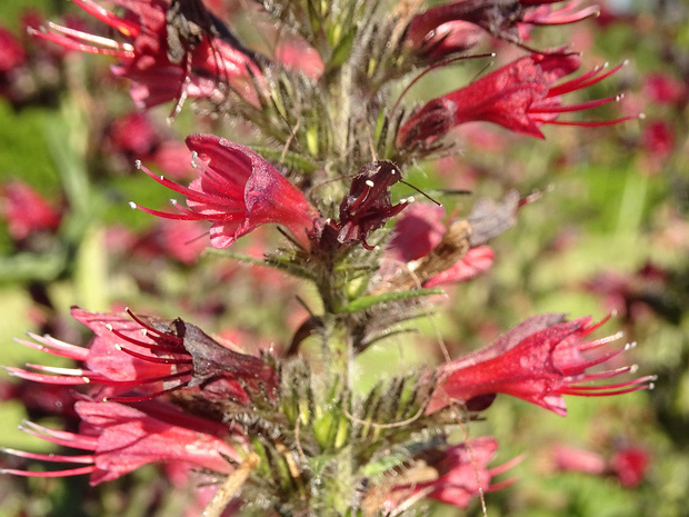 Синяк приятный 'Красные Перья' - Echium amoenum 'Red Feathers'