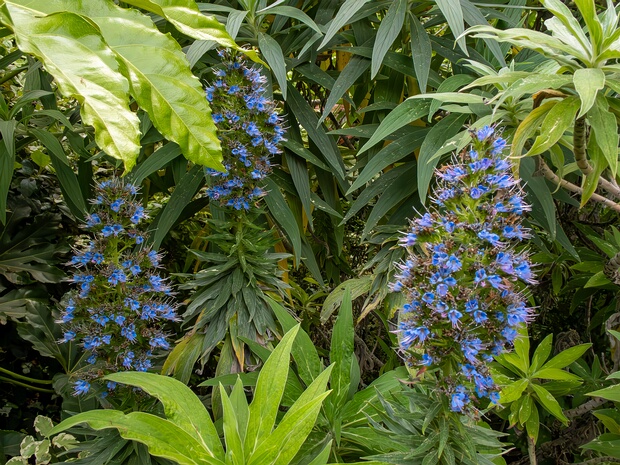Синяк светлеющий - Echium candicans