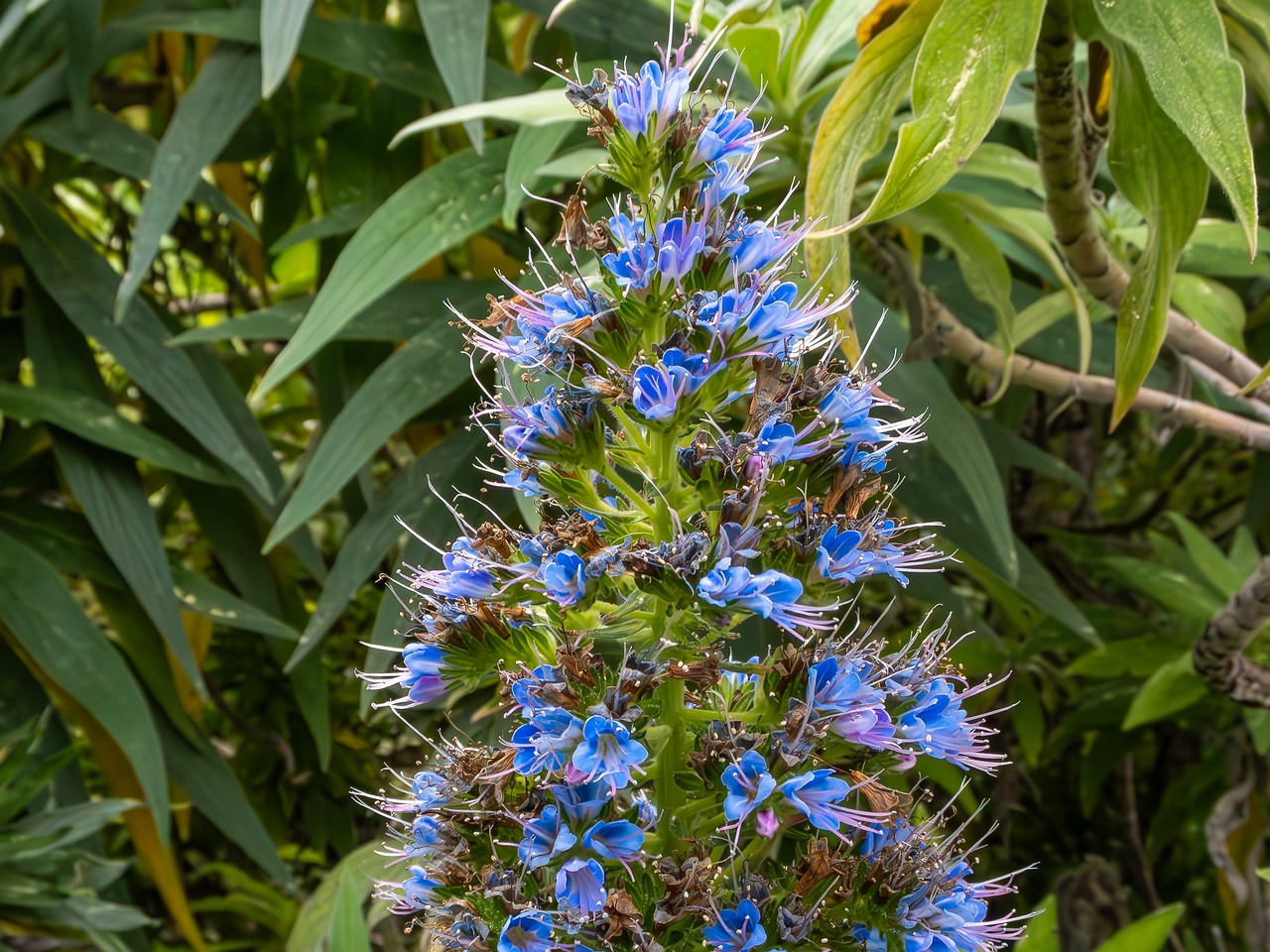 Echium candicans _2025-05-11_1-2