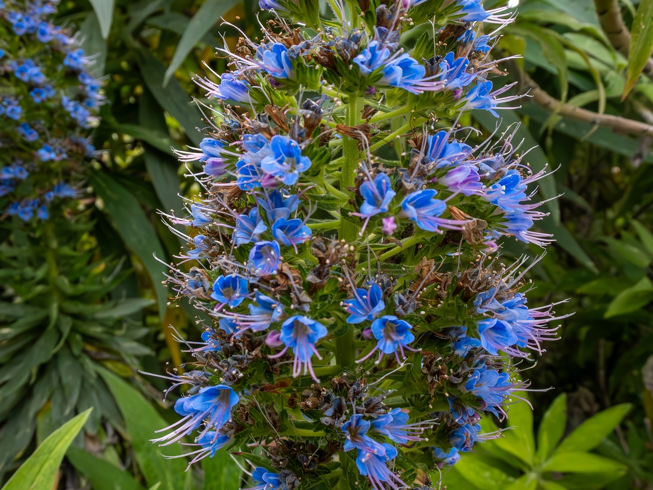 Echium candicans _2025-05-11_1-3