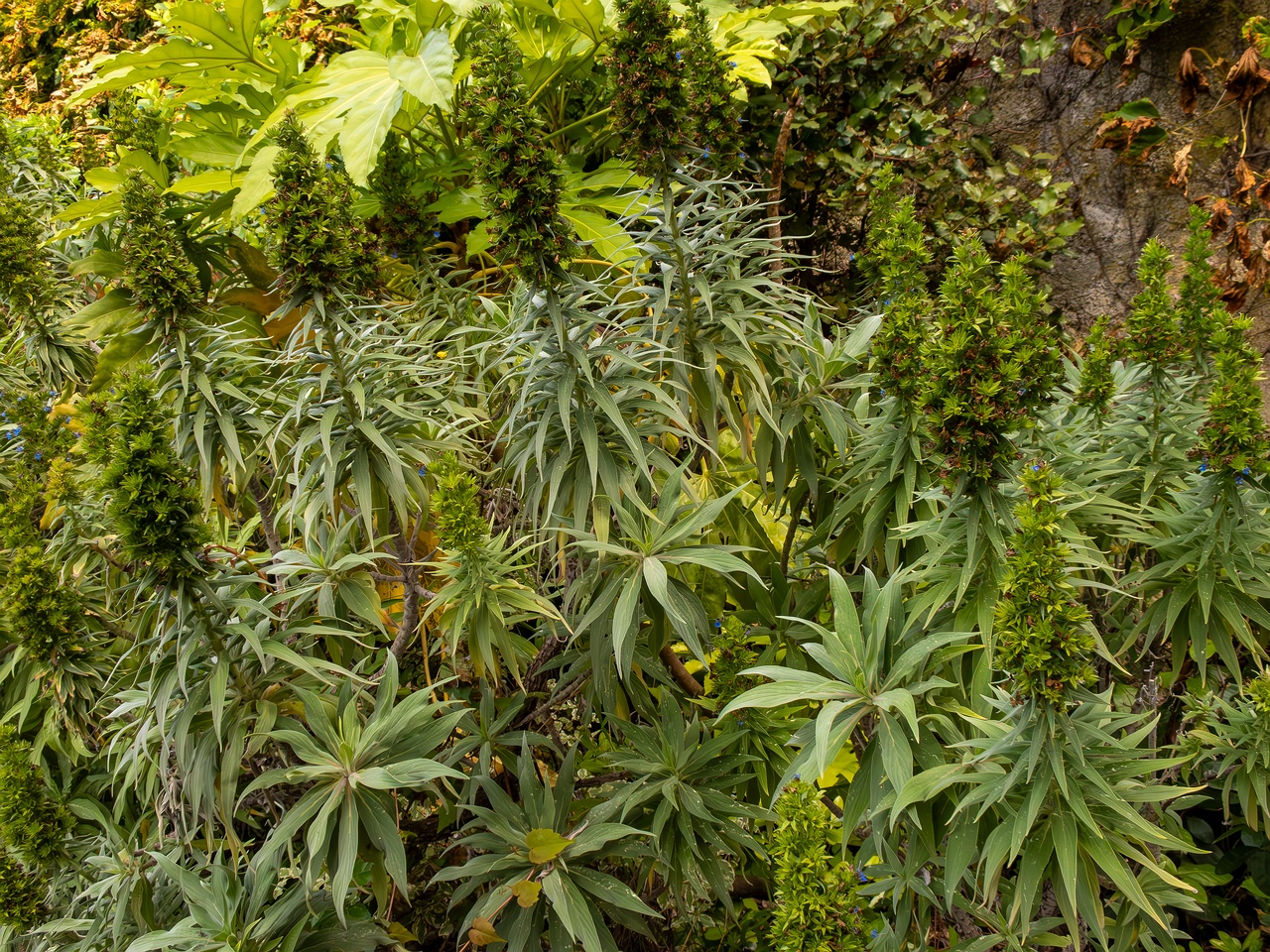 Echium candicans _2025-05-11_1-4
