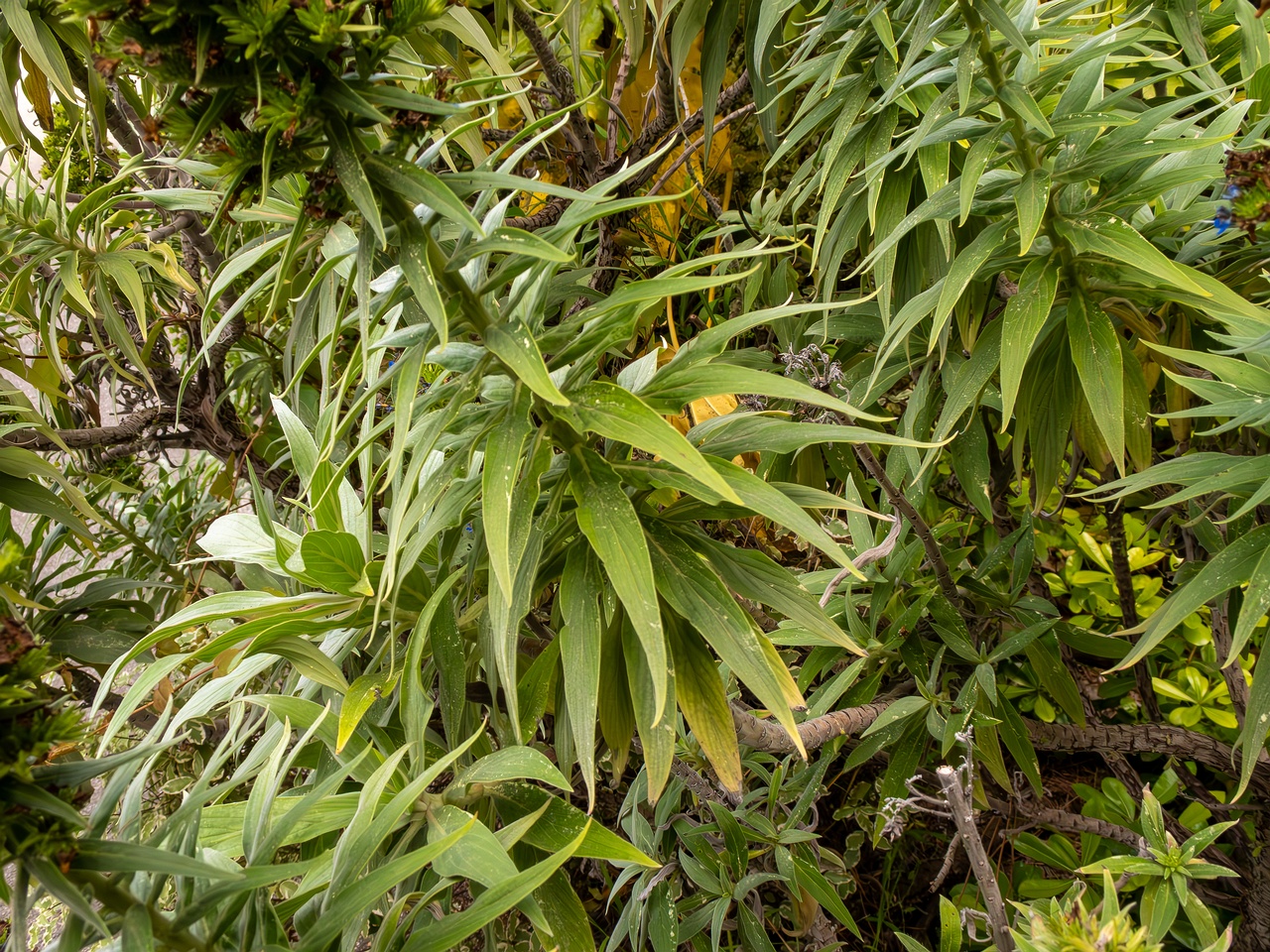 Echium candicans _2025-05-11_1-5