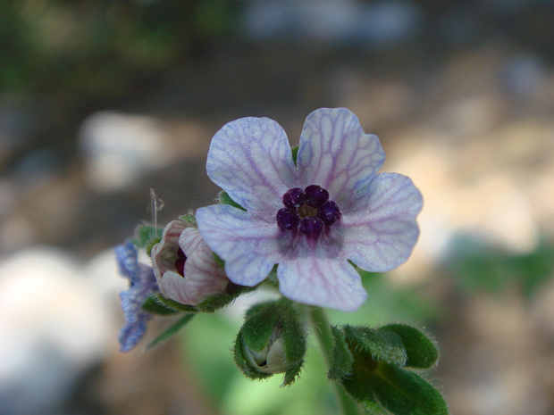 Чернокорень критский - Cynoglossum creticum
