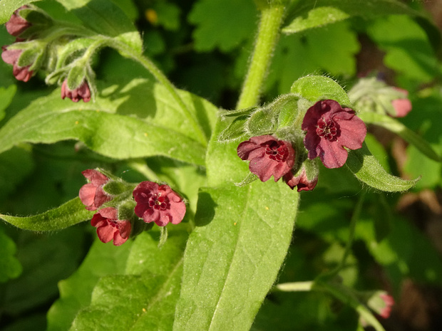Чернокорень лекарственный - Cynoglossum officinale