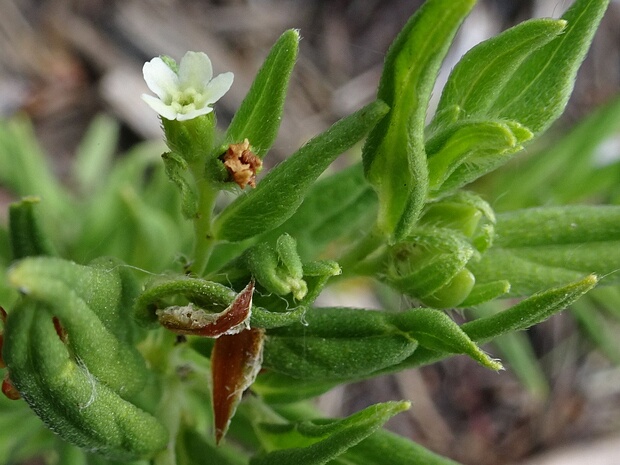 Воробейник лекарственный - Lithospermum officinale